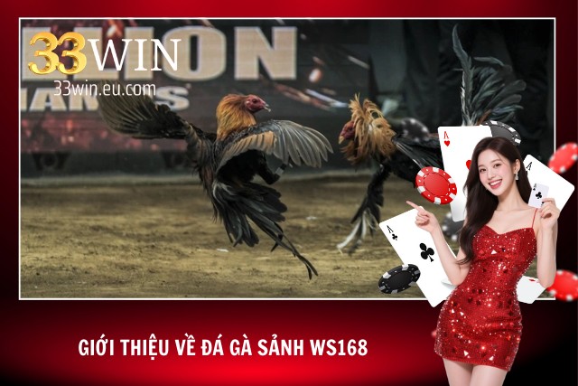 Vài nét về sảnh đá gà WS168 số 1 châu Á